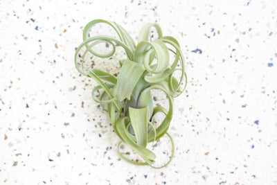 Wholesale - Tillandsia Curly Slim Air Plants - Large Variant