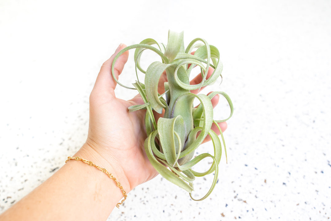 tillys air plants Tillandsia Curly Slim Air Plants, Single Plant