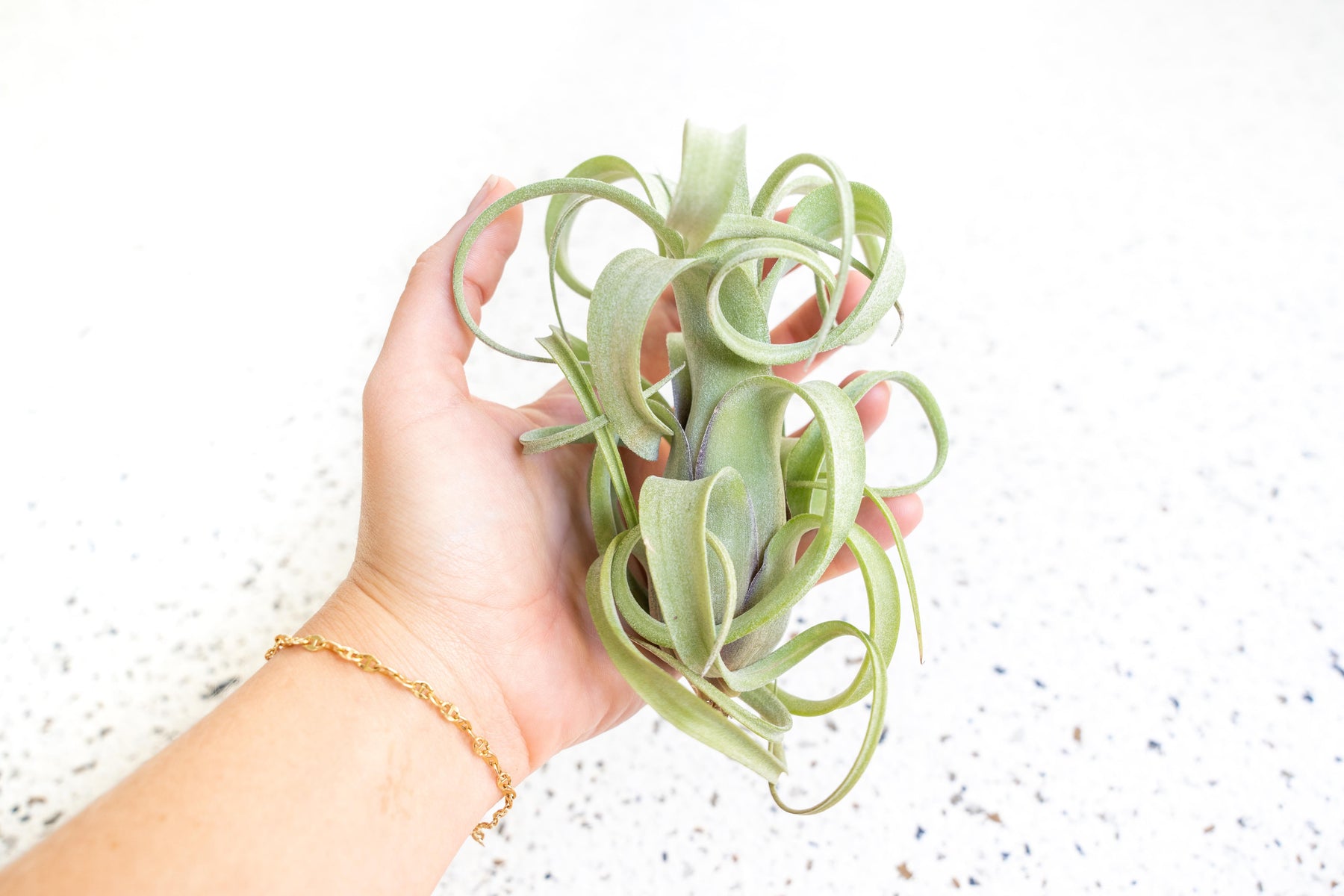 stringy air plant Tillandsia Curly Slim Air Plants, Single Plant
