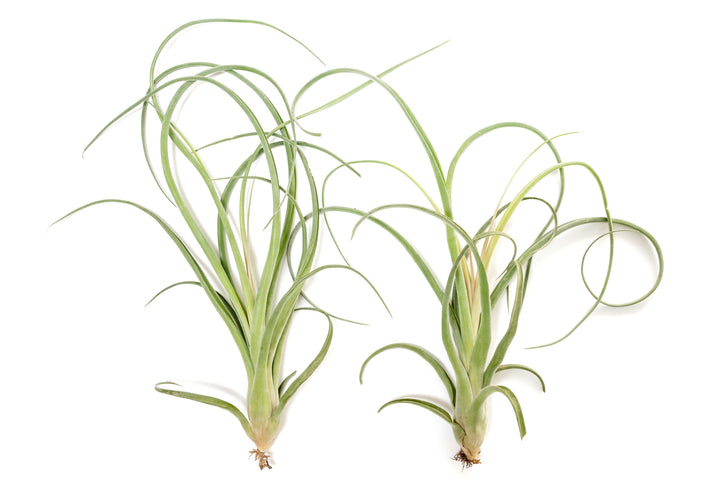 Wholesale - Tillandsia Curly Slim Air Plants - Large Variant