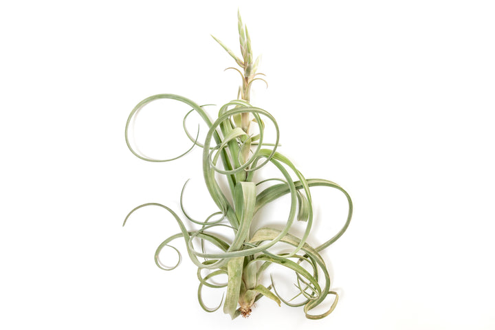 air plant curling Air Plants