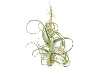 Wholesale - Tillandsia Curly Slim Air Plants - Large Variant