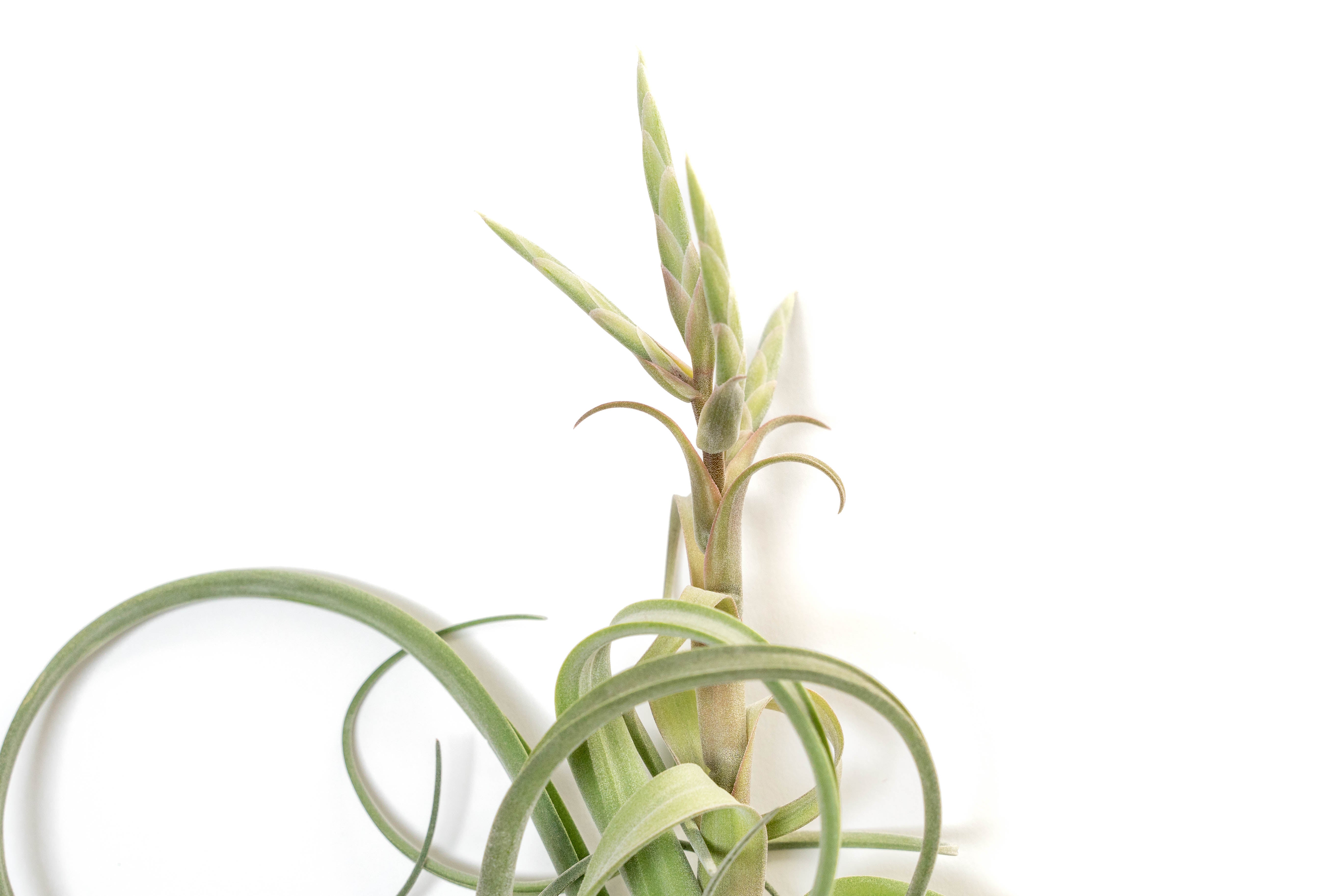 Tillandsia Curly Fatso #3 【ラスト株】 Tillandsia Curly Fatso