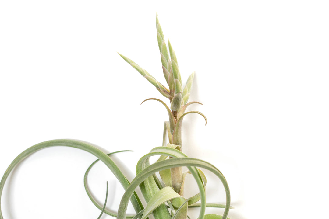 Wholesale - Tillandsia Curly Slim Air Plants - Large Variant