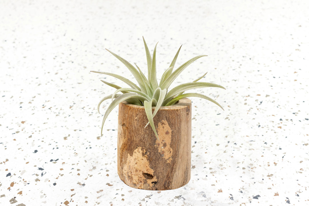 wholesale air plant holders Wholesale