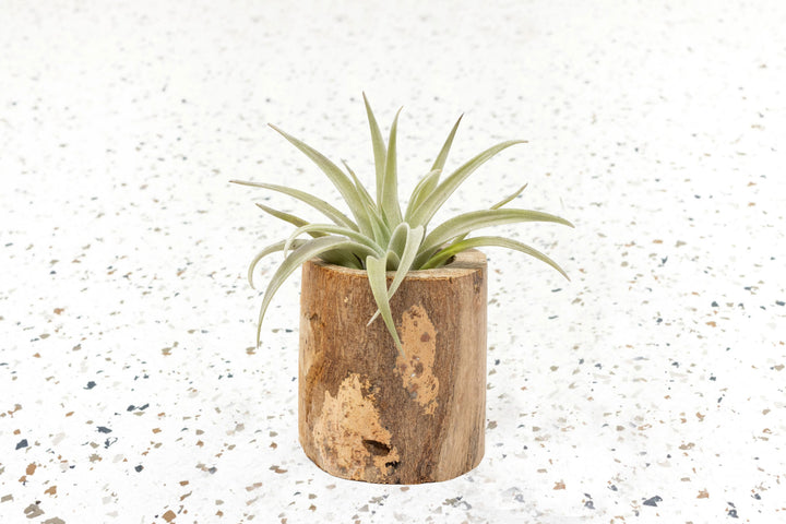 air plant containers wholesale Wholesale