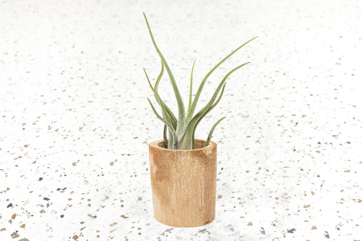 air plants on driftwood Wholesale