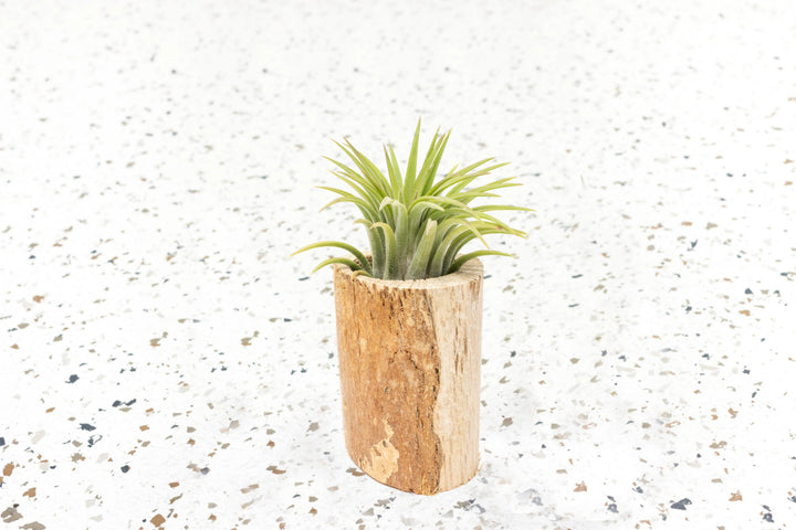 air plant on driftwood Wholesale