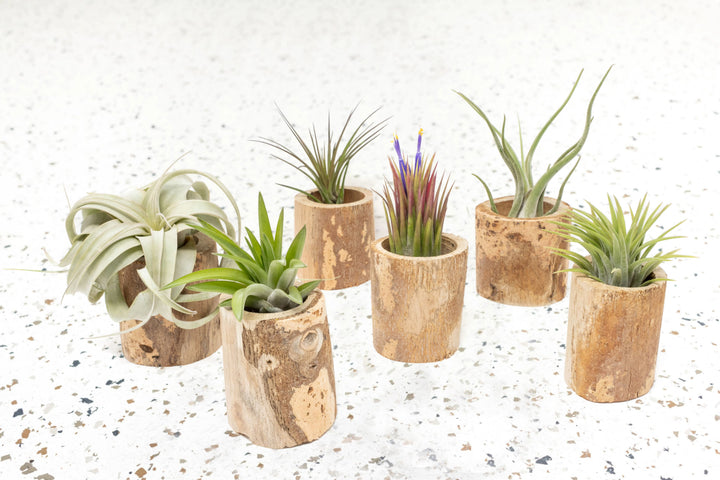 wholesale air plant holders Wholesale