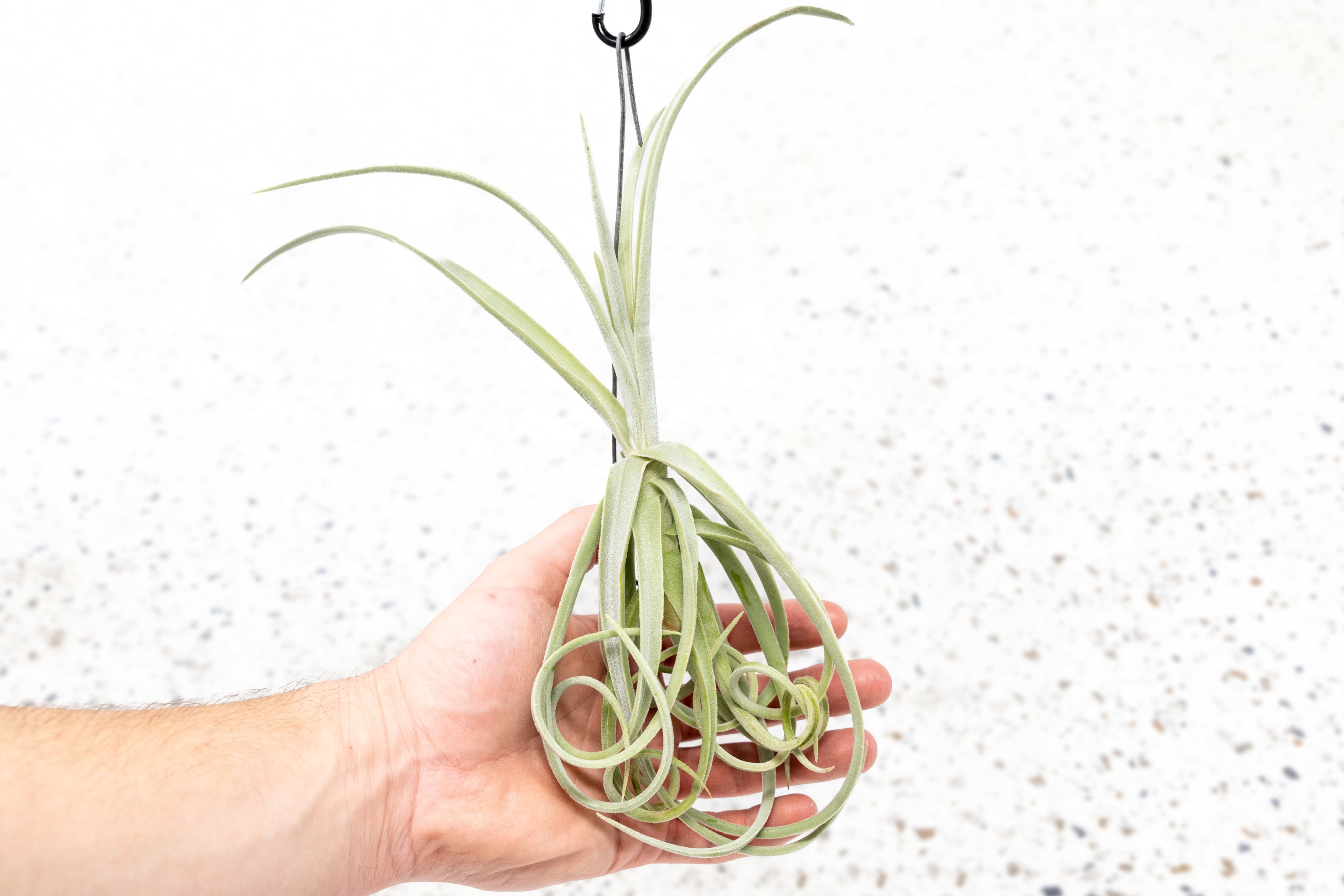 Tillandsia Duratii Air Plants – Air Plant City