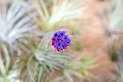 E-6000 Glue - 1/2 Ounce - Perfect for Tillandsia Air Plants