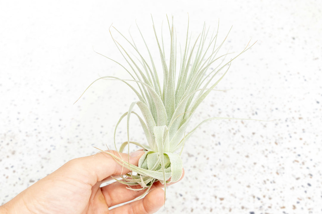 gardneri air plant Tillandsia Gardneri Air Plants - Various Ecotypes