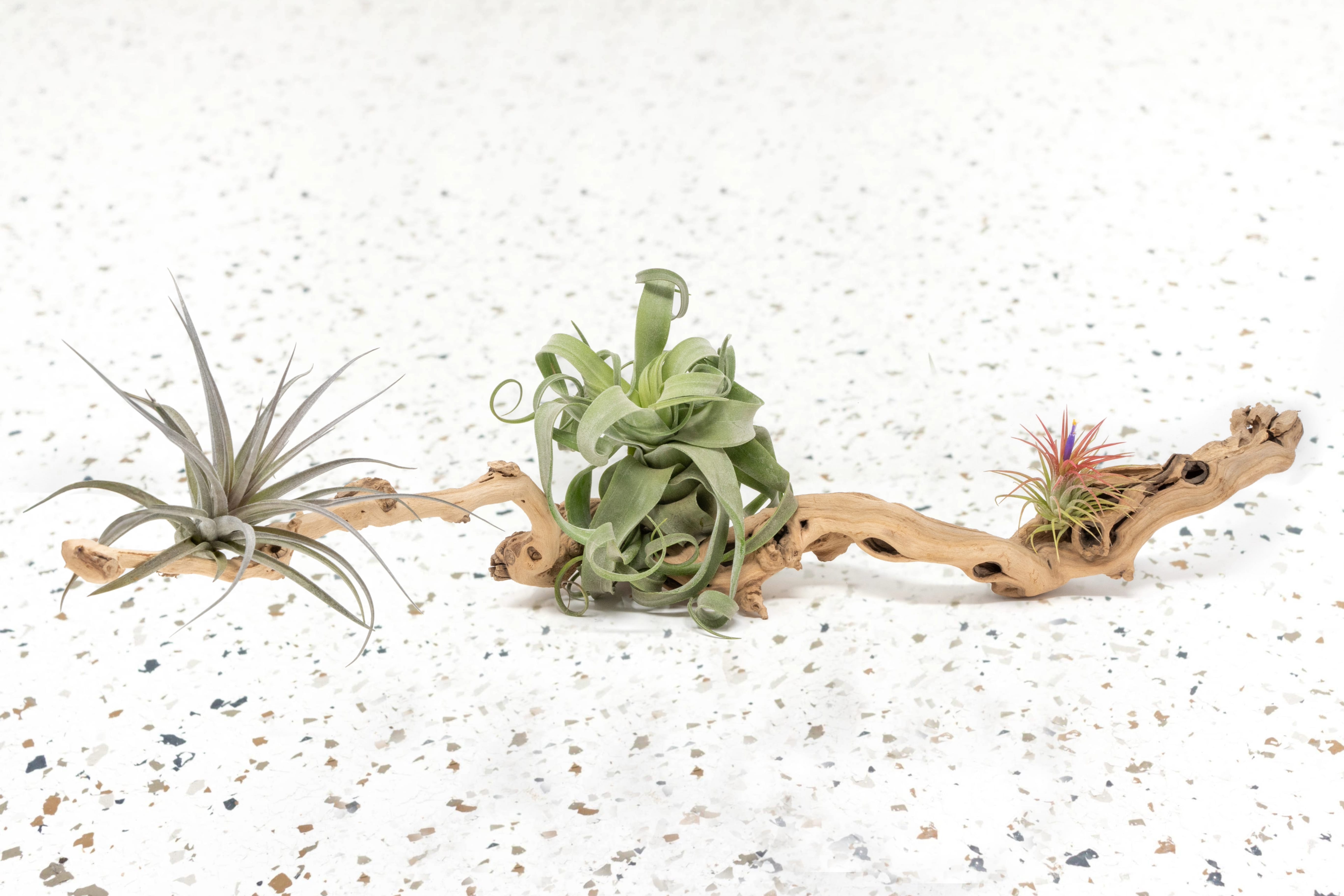 Best Selling Plants + Gifts