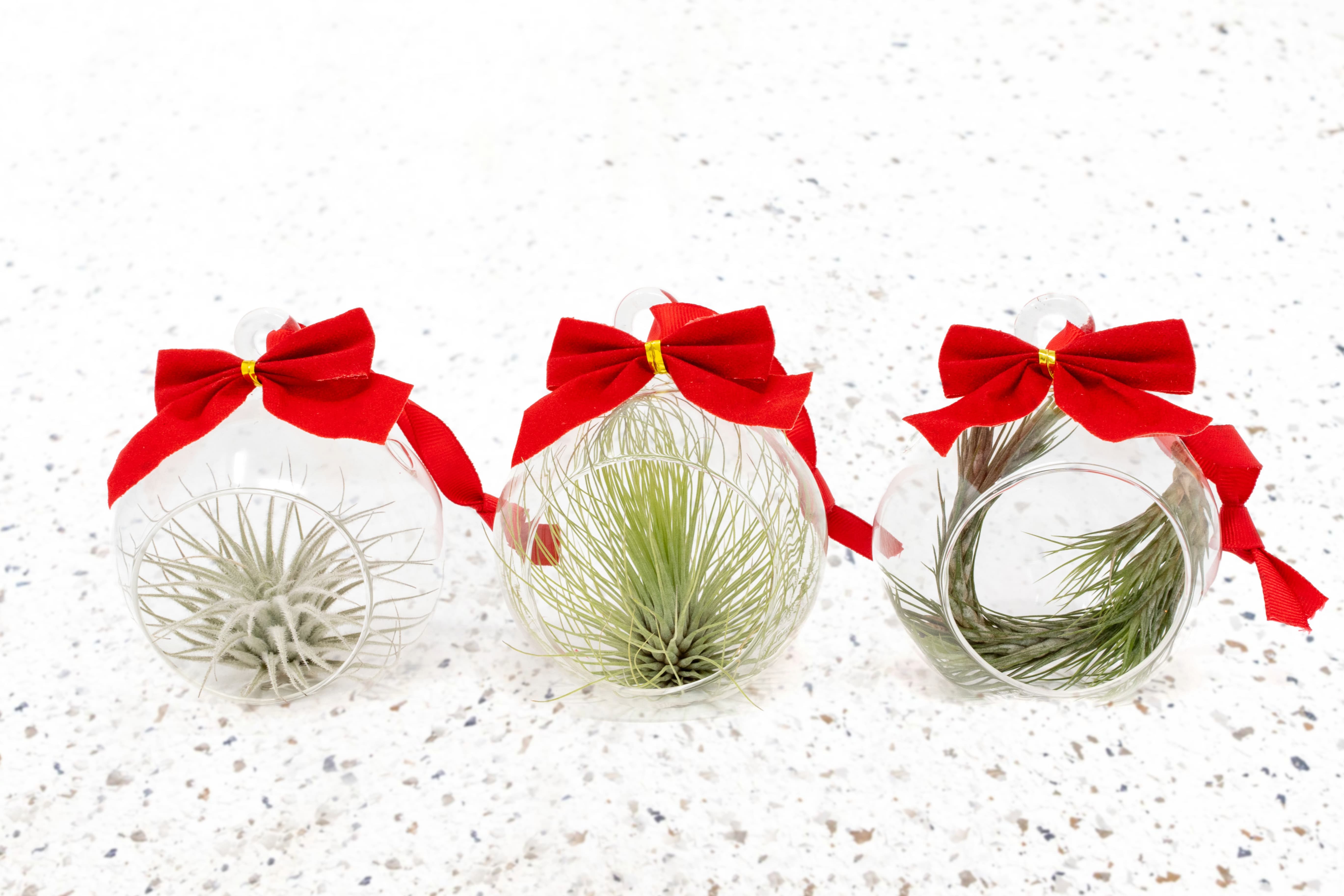 Best Tillandsia Air Plants for Mother's Day Gifts – Air