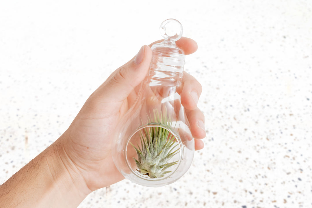 light bulb terrarium plants Wholesale