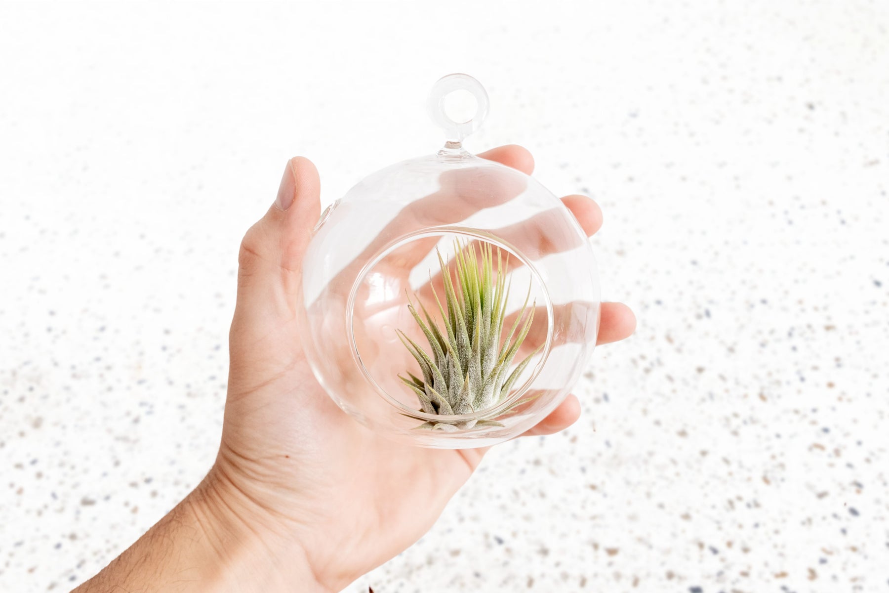air plants in glass Packs of 6 or 12 Hanging Flat Bottom Glass Terrariums