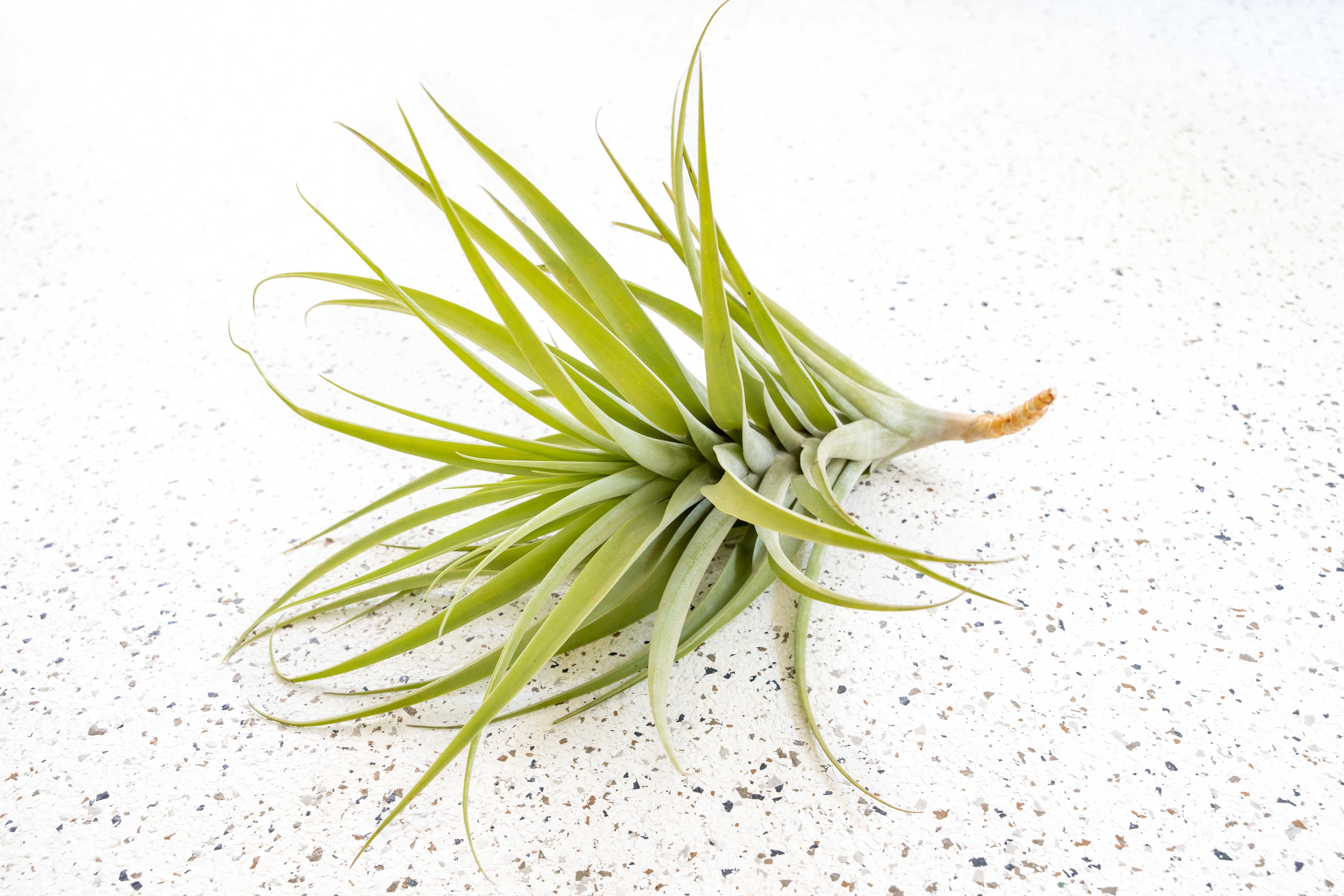 Air Plants - Tillandsia Latifolia - Large, Premium – Air Plant City