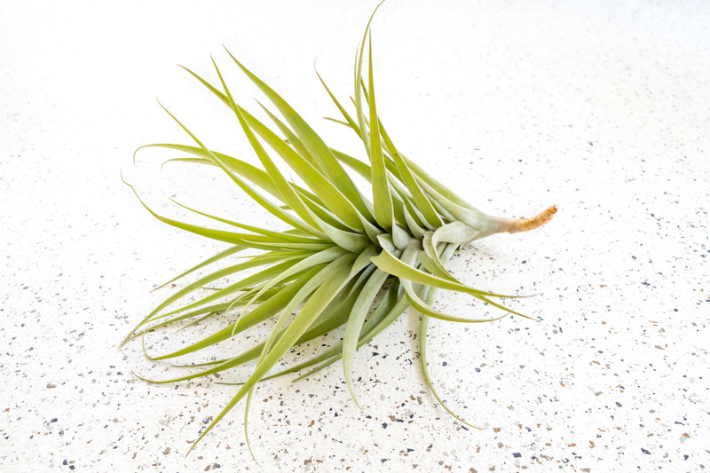 Tillandsia Latifolia Air Plant