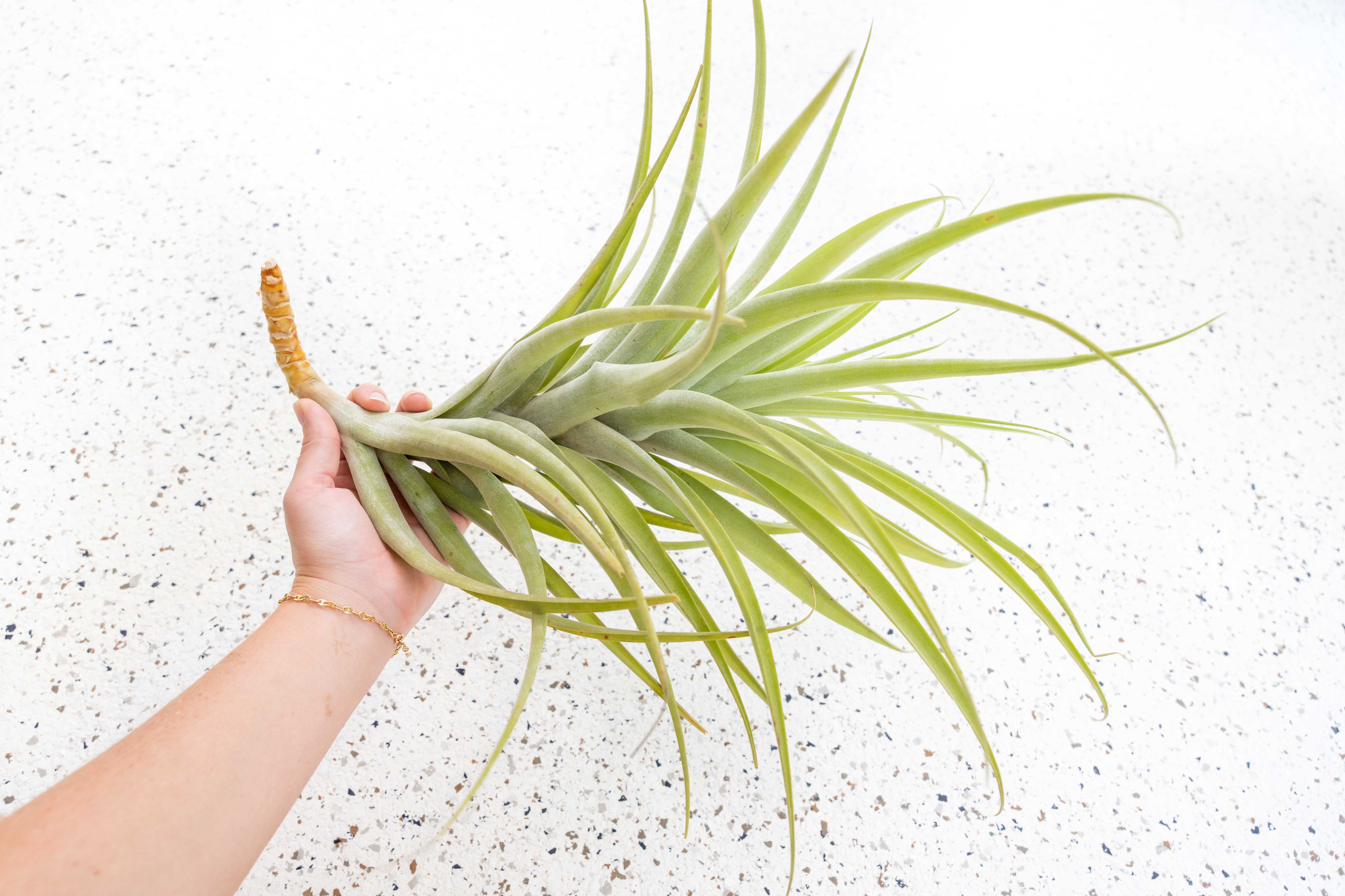 Air Plant Shop Tillandsia Latifolia Air Plant