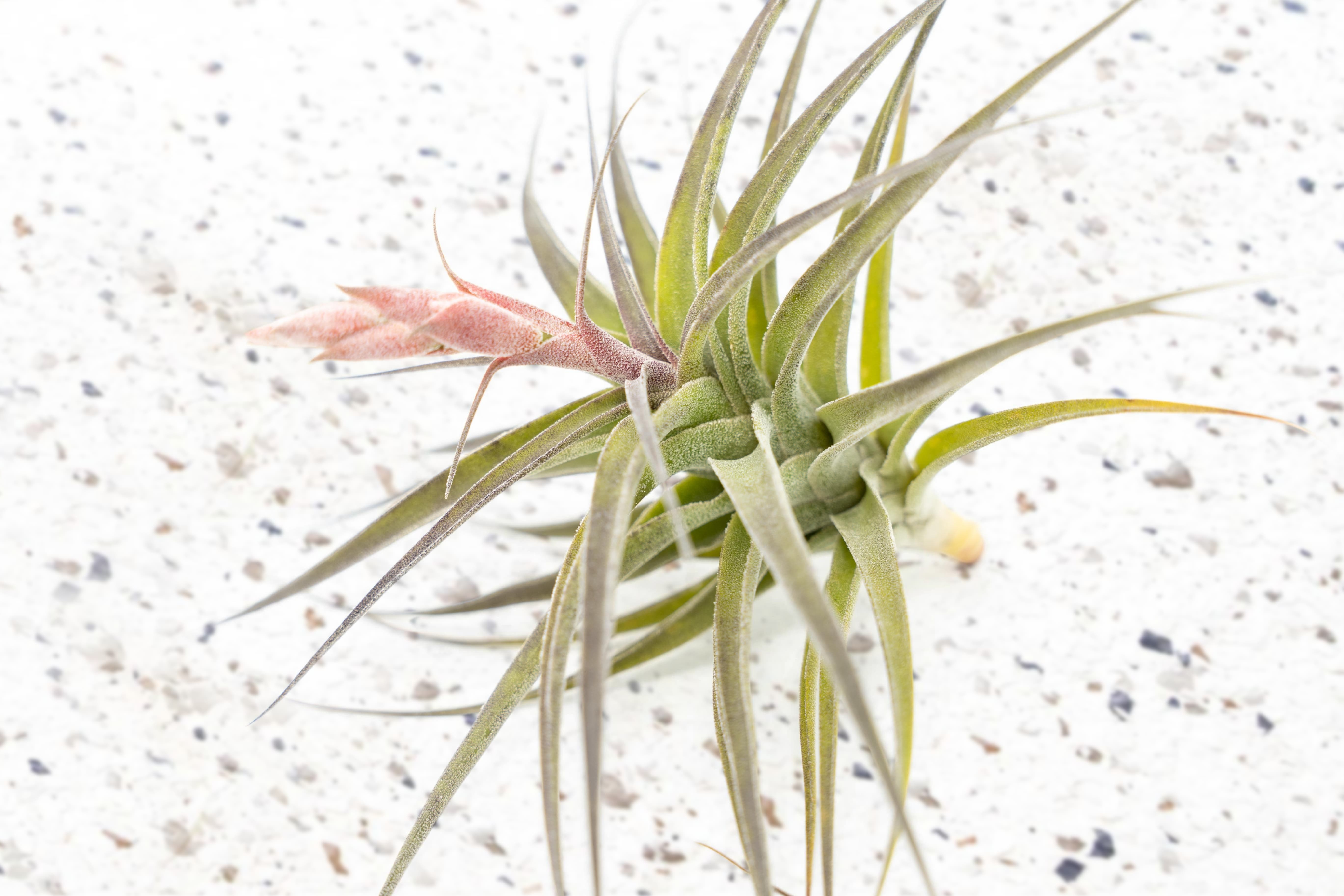 ねずみTillandsia Tillandsia Bellissima (T. neglecta x sucrei) - Bird Rock