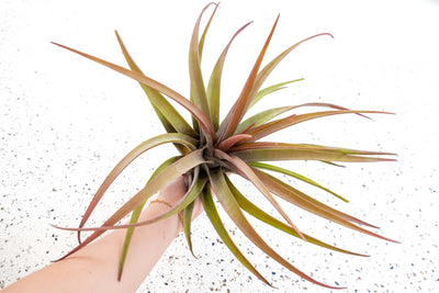 Tillandsia Novakii Air Plant