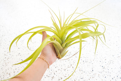 Tillandsia Roland Gosselini Air Plant