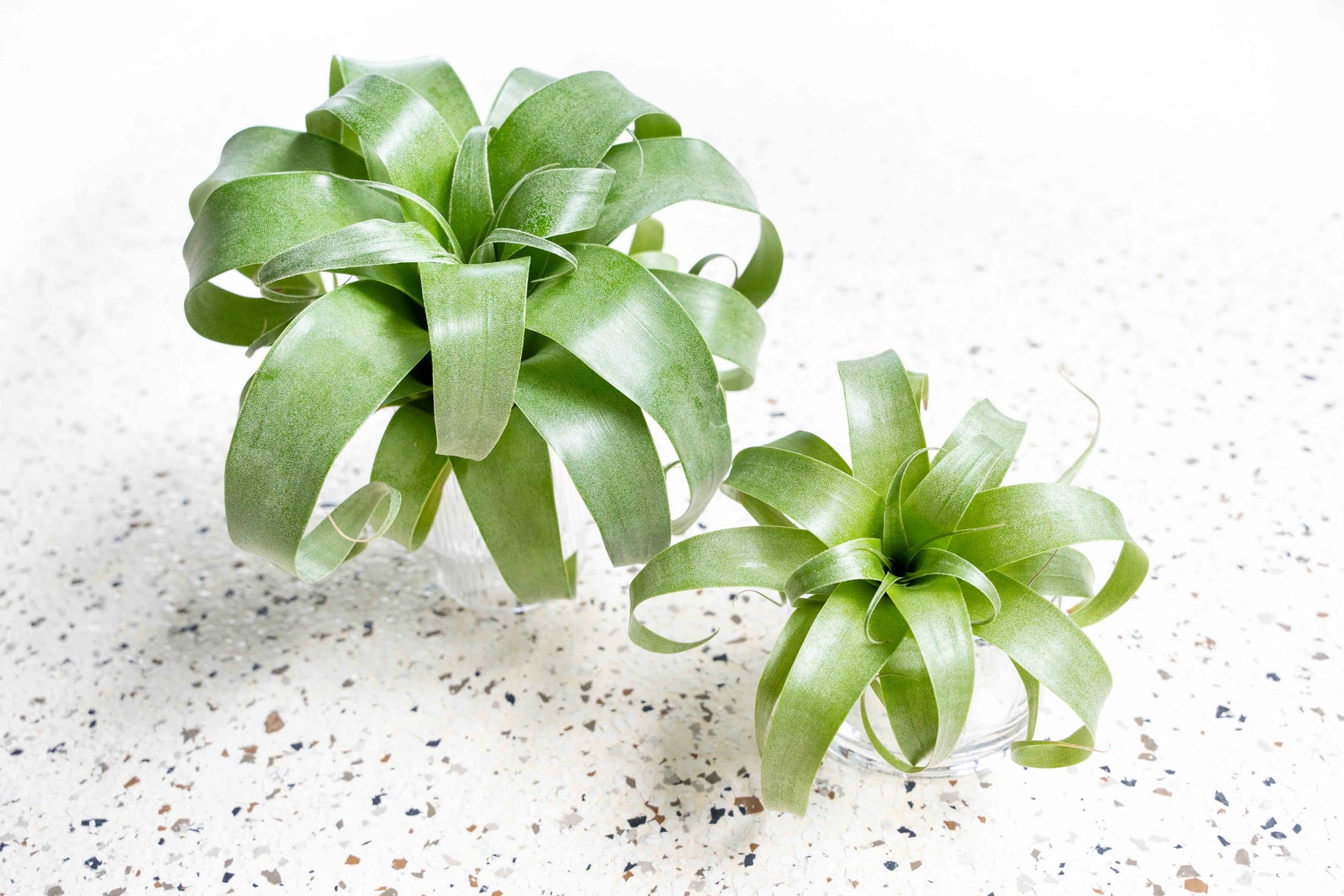 Air Plants