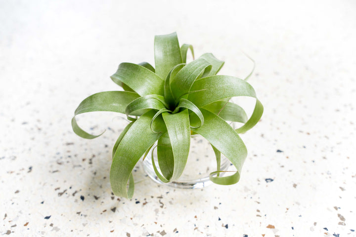 Hybrid Tillandsia Samantha 'T. mooreana X kalmbacheri'