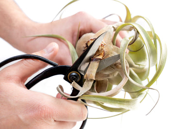 Wholesale - Bonsai-Style Pruning Scissors for Tillandsia Air Plants