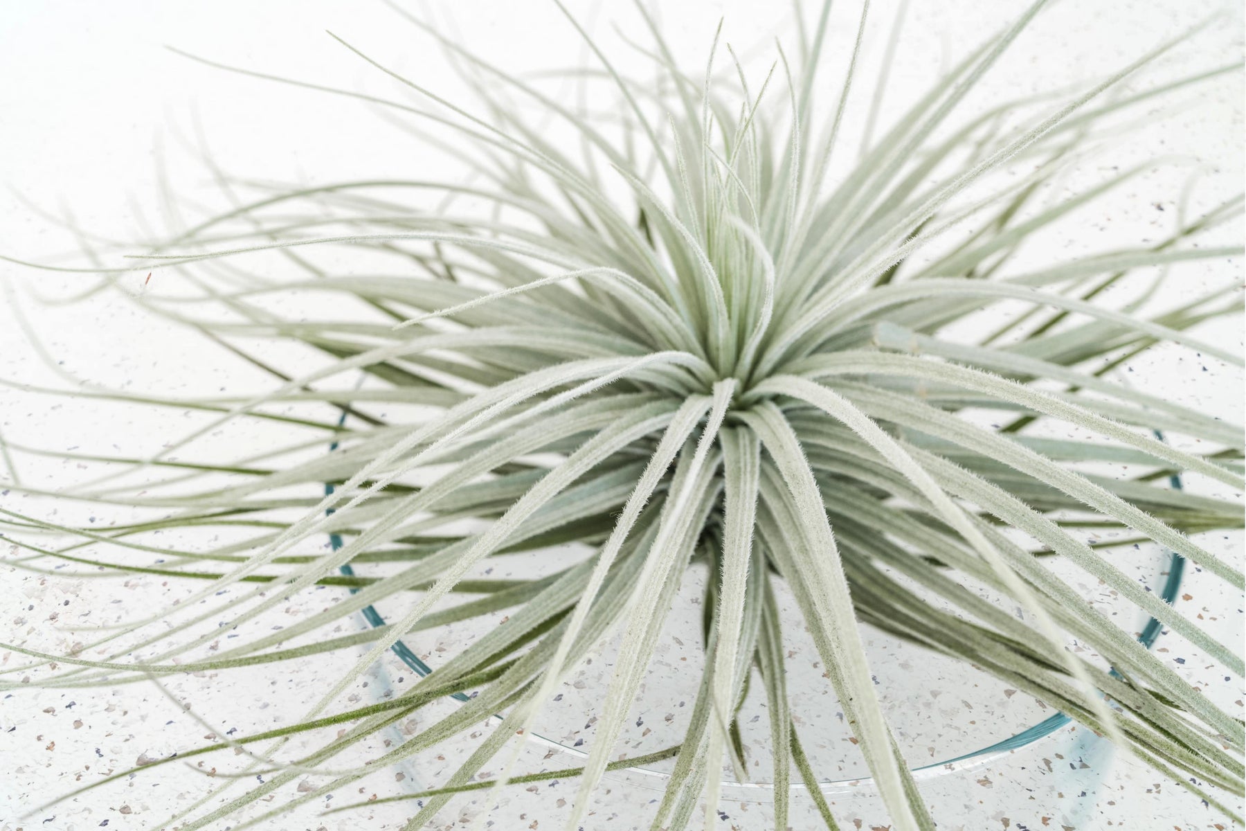 giant air plants Air Plants