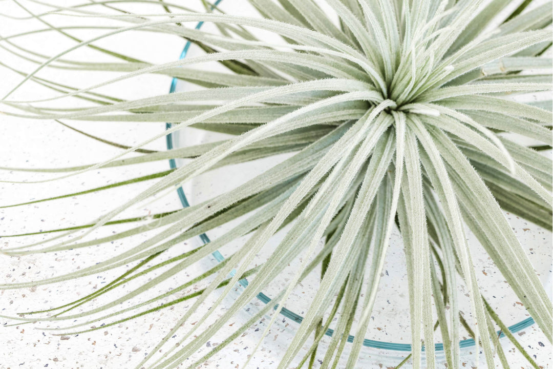 Tillandsia Air Plant Tectorum Ecuador Rare