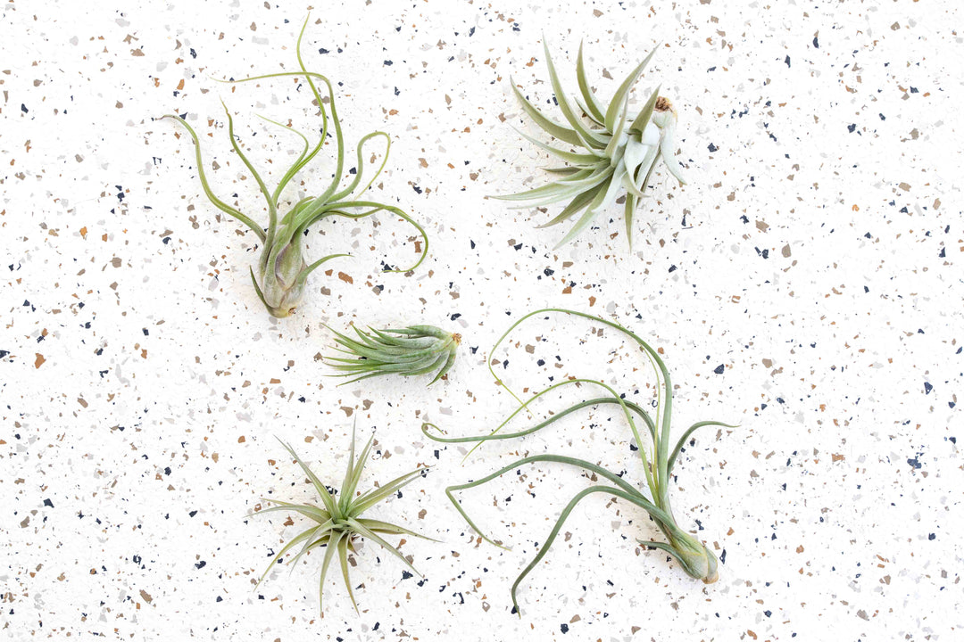tillandsia air plants wholesale Pack of 5 or 10 Beginner Friendly Tillandsia Air Plants, 10 Pack