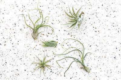 BEST TIPS: HOW TO CARE FOR AIR PLANTS, AIR PLANT CARE GUIDE