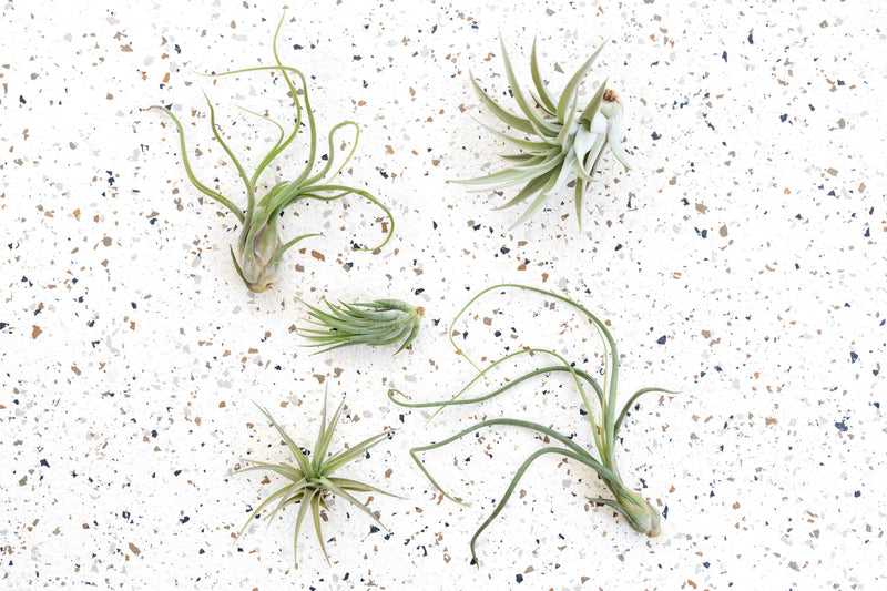 Pack of 5 or 10 Beginner Friendly Tillandsia Air Plants