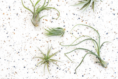 Pack of 5 or 10 Beginner Friendly Tillandsia Air Plants