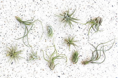 Pack of 5 or 10 Beginner Friendly Tillandsia Air Plants