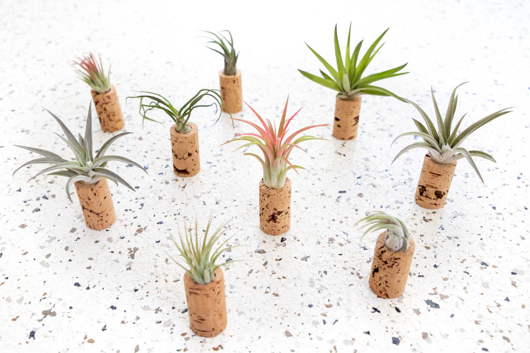 cork succulent magnets Air Plants Display