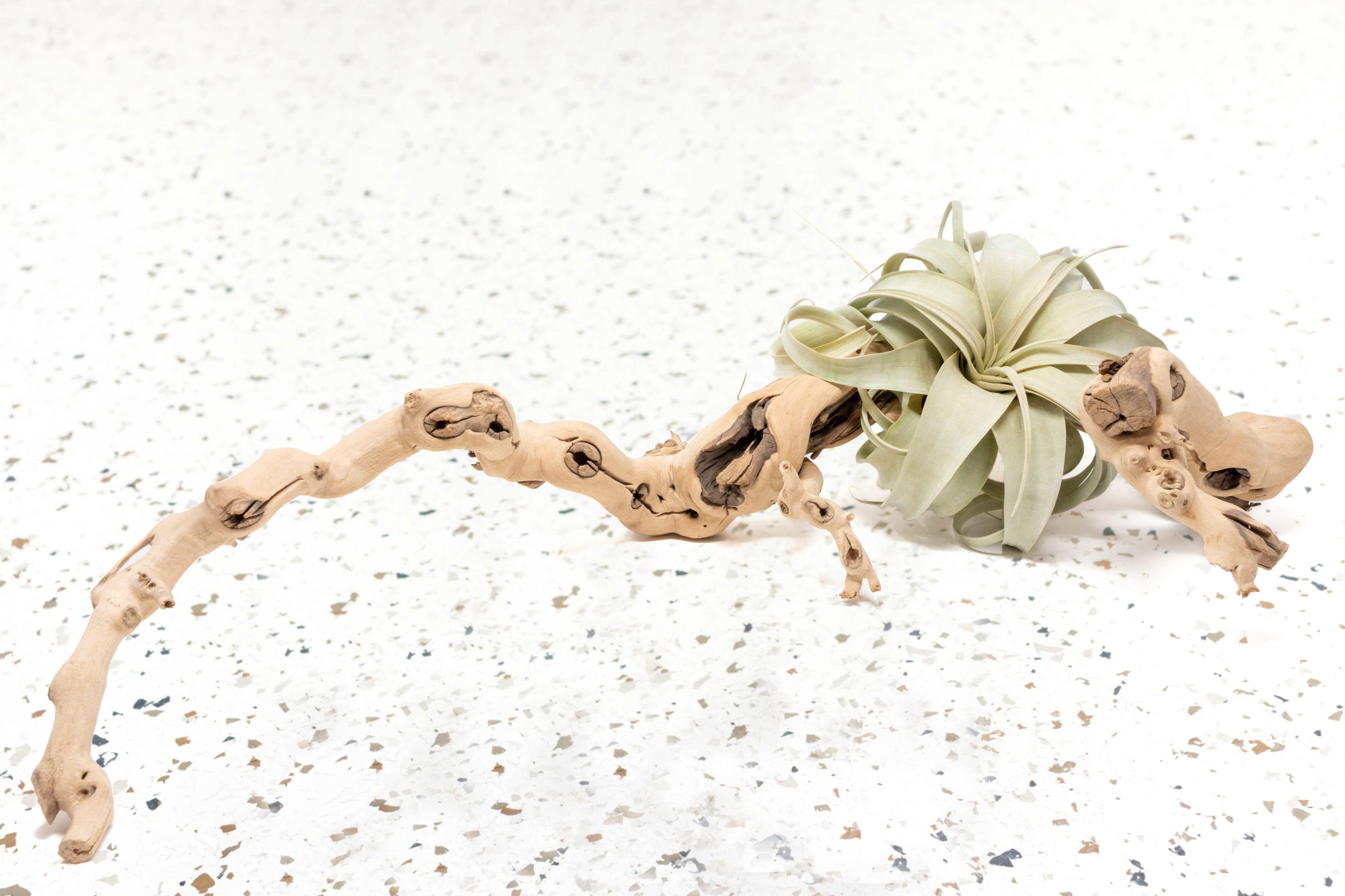 Best Selling Plants + Gifts