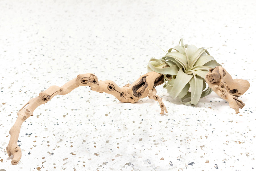 Multi-Branch Grapevine Wood with Tillandsia Xerographica Air Plant