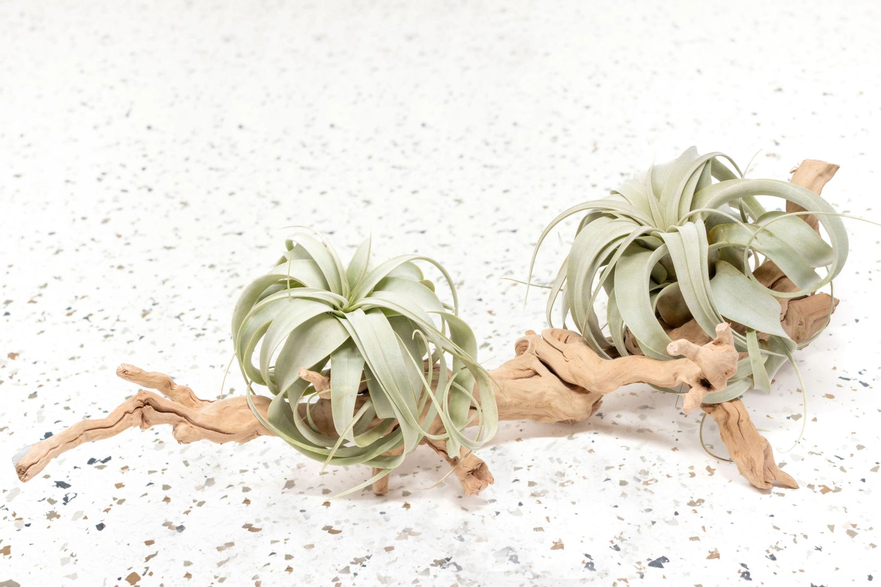 air plant wood display Grapewood Branches with Tillandsia Xerographica Air Plants, 2 Plants