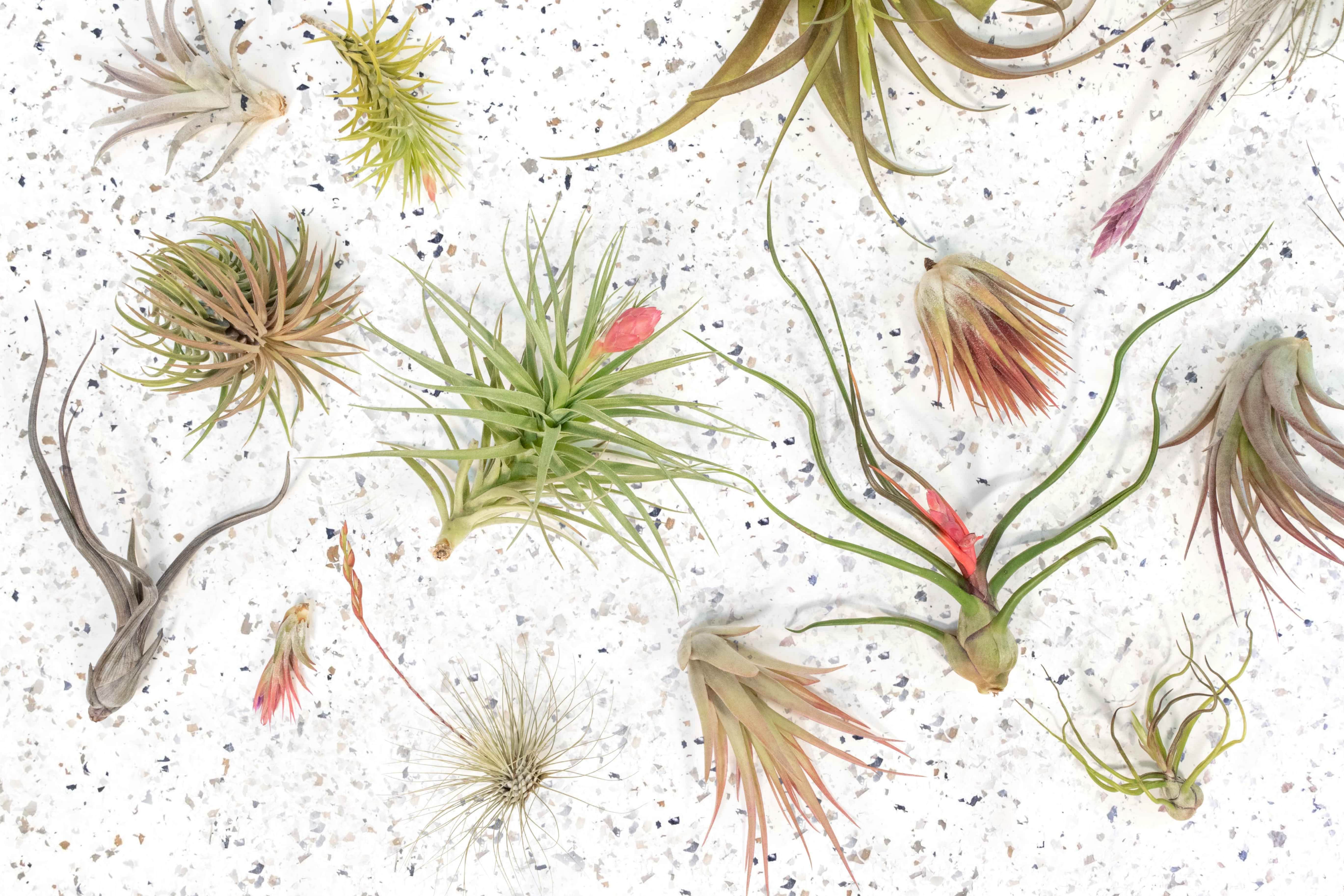 Air Plants - Budding, Blushing & Blooming Tillandsia Variety – Air