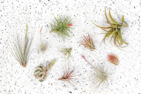 Packs of 10, 20 or 30 - Budding, Blushing & Blooming Air Plant Variety Pack