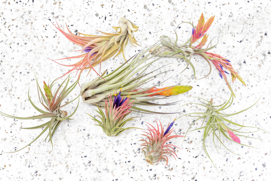 aura creations air plants Packs of 10, 20 or 30 - Budding, Blushing & Blooming Air Plant Variety Pack