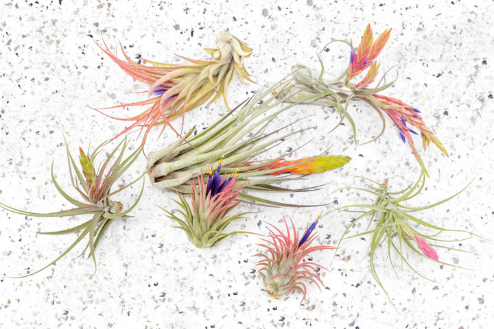 blushing bride air plant Packs of 10, 20 or 30 - Budding, Blushing & Blooming Air Plant Variety Pack