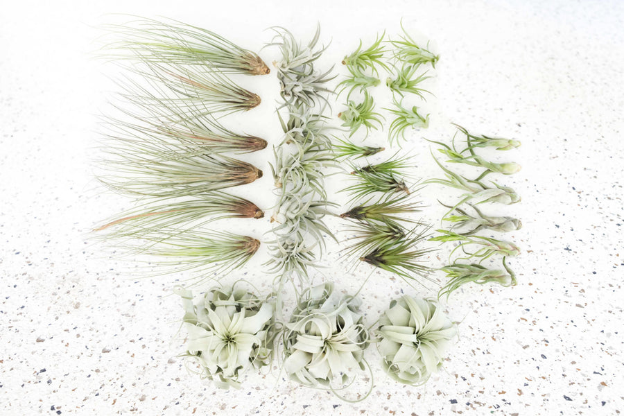 where to buy air plant seeds Wholesale - Storefront Starter Pack