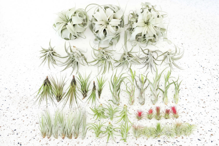 air plant store near me Wholesale - Storefront Starter Pack