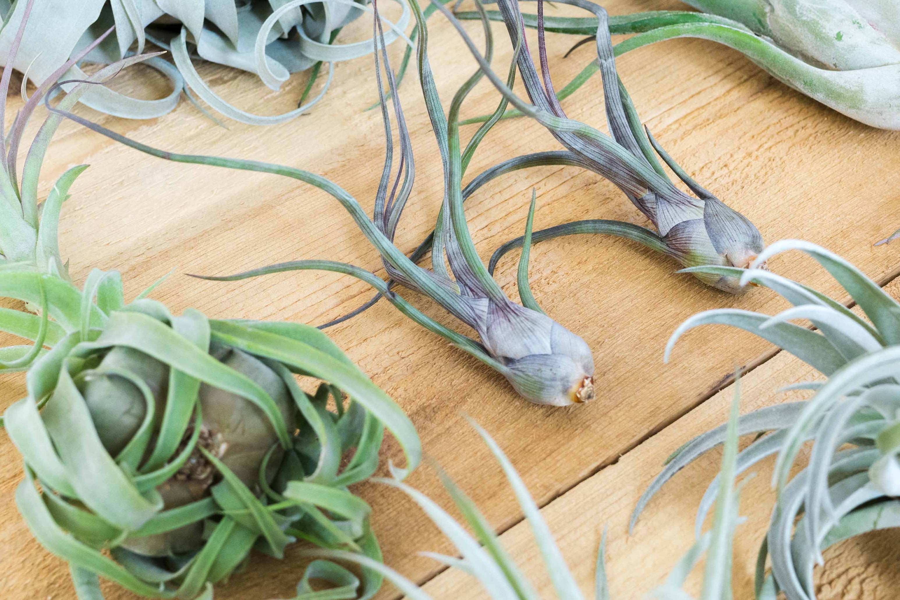 Air Plant Tillandsia Gifts, Displays, Holders & Terrariums – Air