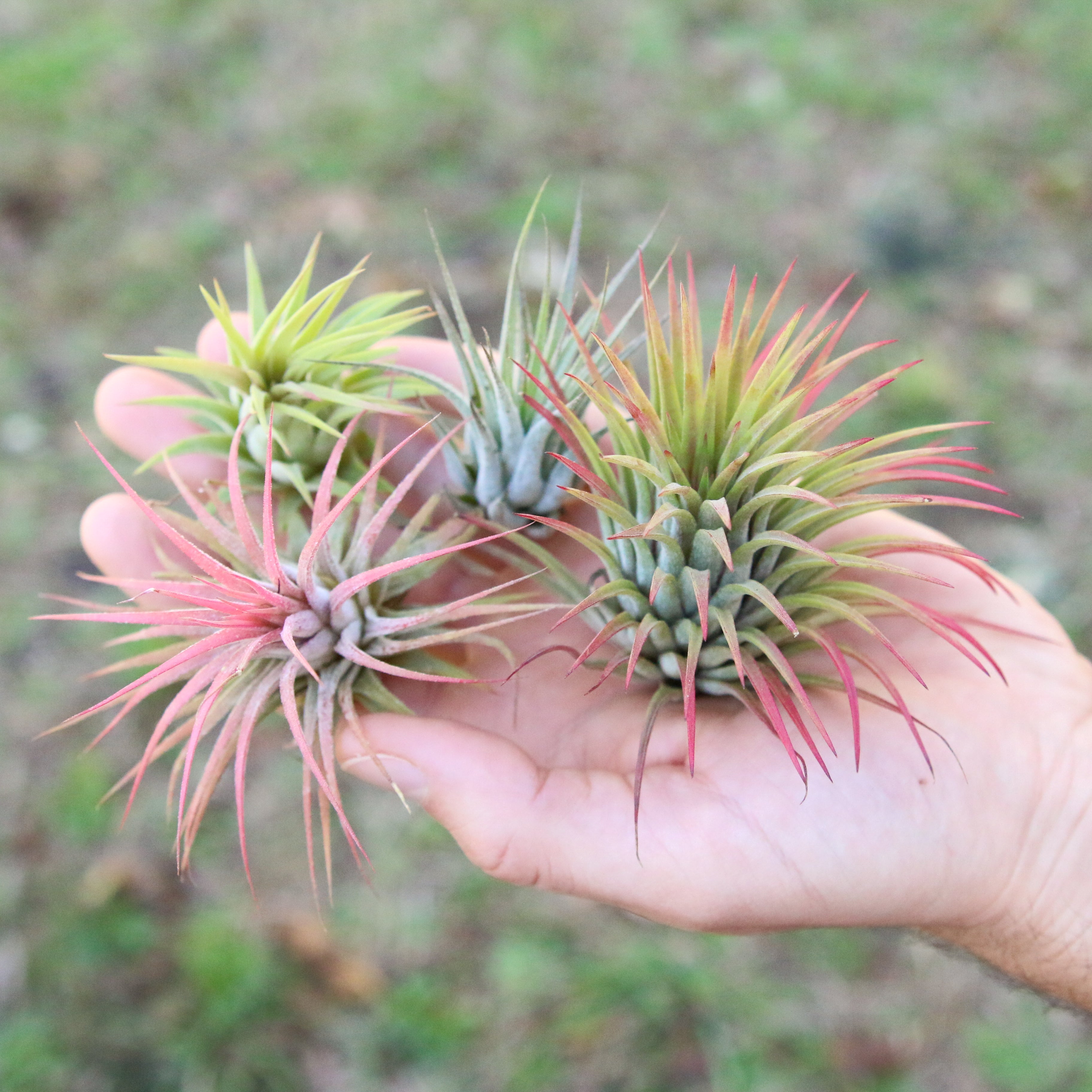 Air Plant Tillandsia Gifts, Displays, Holders & Terrariums – Air