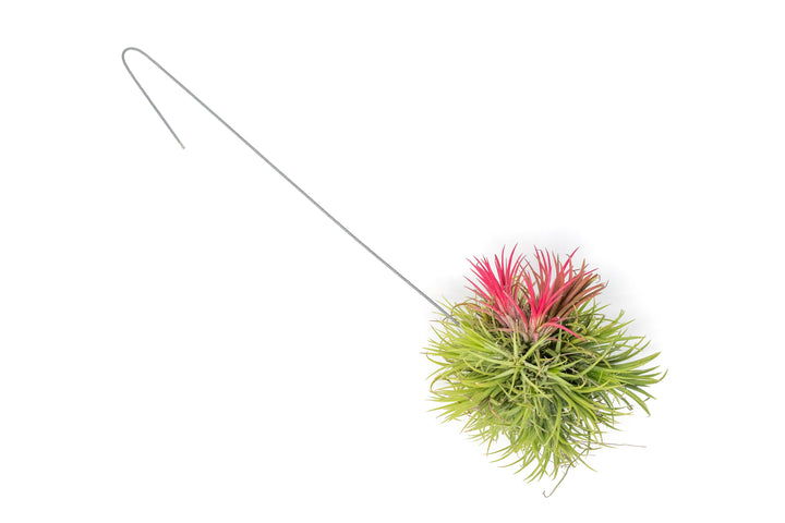 Wholesale - Tillandsia Ionantha Fuego Hanging Cluster with Wire Hook