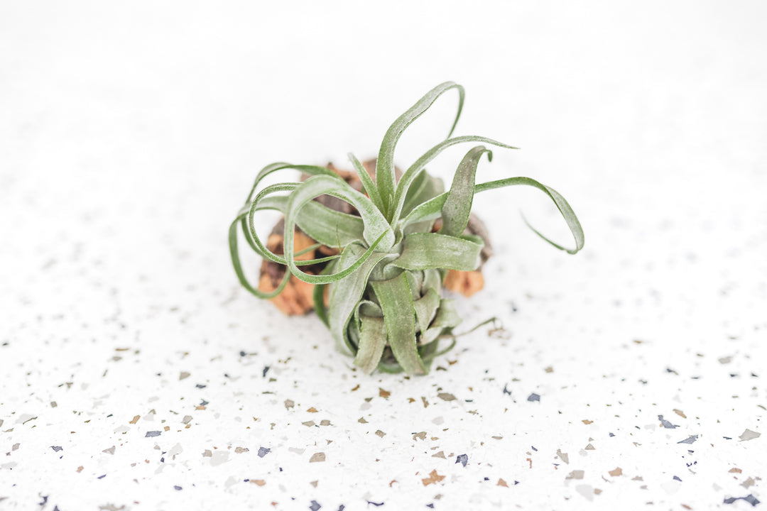 Mini Tillandsia Streptophylla Air Plants - Single Plant